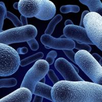 Legionnaires